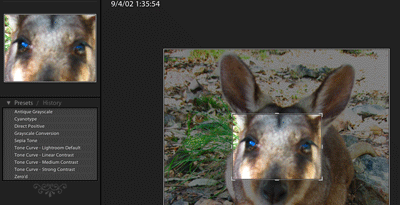A picture of the Develop view, when cropping an image