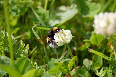 A picture of a bumblebee
