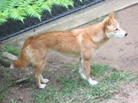 Dingo