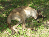 Avslappnad känguru