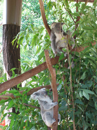 Koalor