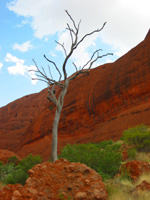 Ett träd bland Olgas/Kata Tjuta
