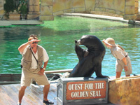 Sjölejon på Sea World