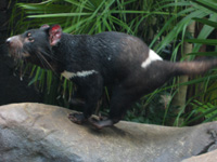 Tasmanian Devil