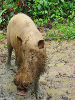 Bearded Pig