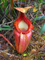 Pitcher Plant