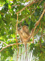 Apa p� Pulau Sapi