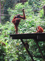 M�ltidsdags f�r en stor orangutang