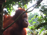 N�rbild p� en orangutang