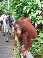 En orangutang poserar f�r kameran