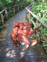 Tv� orangutanger brottas v�nskapligt