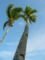 Palmer