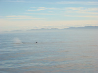 Sperm Whale